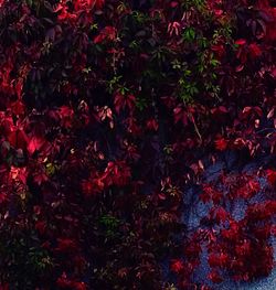 Close-up of red flowers