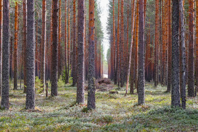 Pine trees in forest