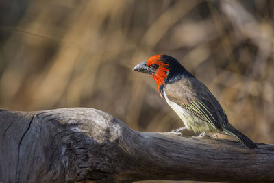 Close-up of bird perching on branch