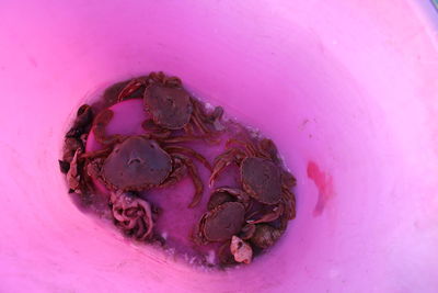 Close-up of pink crab on sand