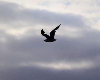 Low angle view of birds flying against clear sky