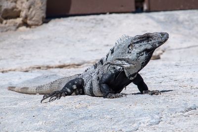 Close-up of lizard on land