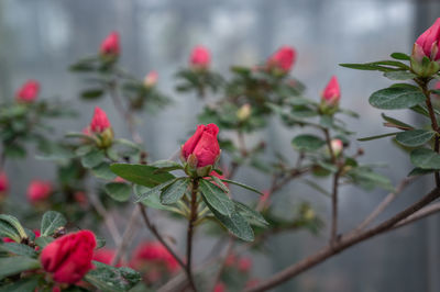 Close-up of red flowering plant