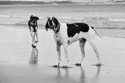 View of dogs on beach