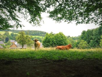 Horses on field against clear sky