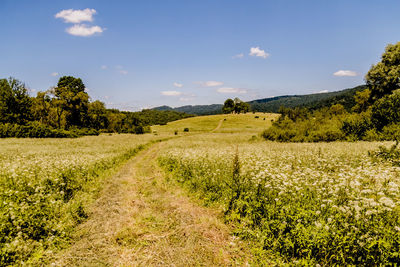 Scenic view of field against sky