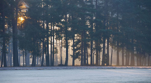 Trees in forest during winter