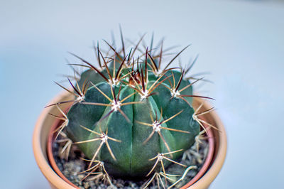 Close-up of prickly pear cactus