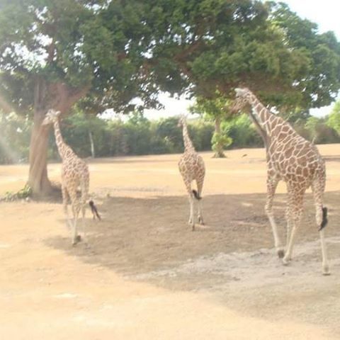 animal themes, animals in the wild, one animal, wildlife, mammal, tree, full length, sunlight, two animals, standing, herbivorous, field, giraffe, nature, day, walking, deer, side view, outdoors, zoology