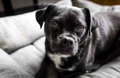 Portrait of puppy sitting on sofa at home