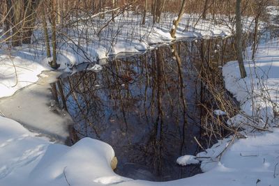 Bare trees on snow covered field