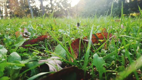 Close-up of plants growing on field