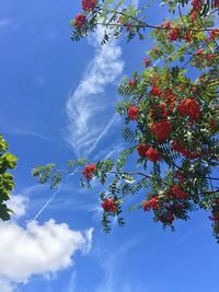 Low angle view of tree against sky