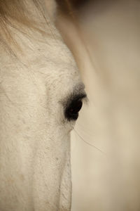 Close-up of a horse eye