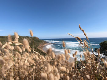 Plants on beach against clear blue sky