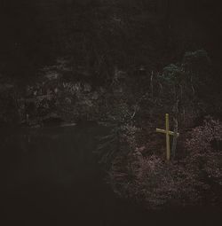 Trees against sky at night