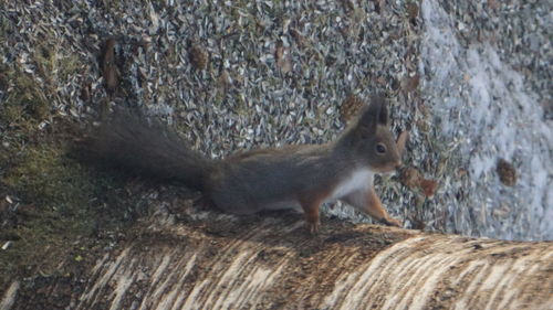 Close-up of squirrel on tree trunk