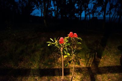 Close-up of pink flowers