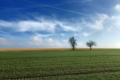 Scenic view of agricultural field against sky