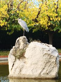 Bird perching on tree trunk