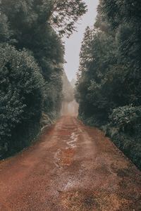 Empty road amidst trees in forest