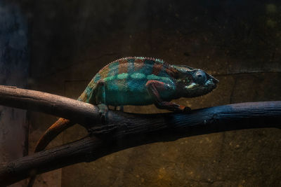 Captive panther chameleon is perched on a tree limb in captivity