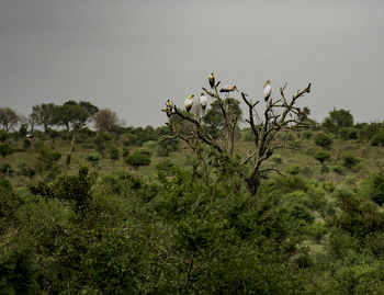 Scenic view of flowering plants on field against sky