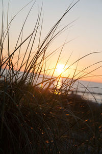 Close-up of grass on field against sky at sunset