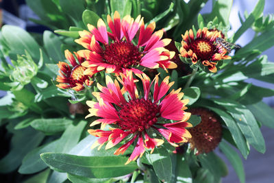 Close-up of red flowering plant