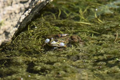 High angle view of frog on shore