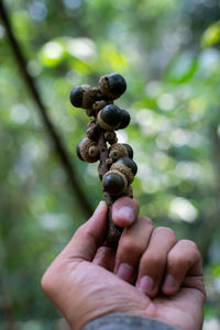 Close-up of hand holding berries