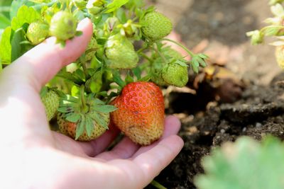 Close-up of cropped hand holding fruits