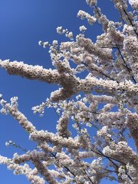 Low angle view of cherry blossoms against sky during winter