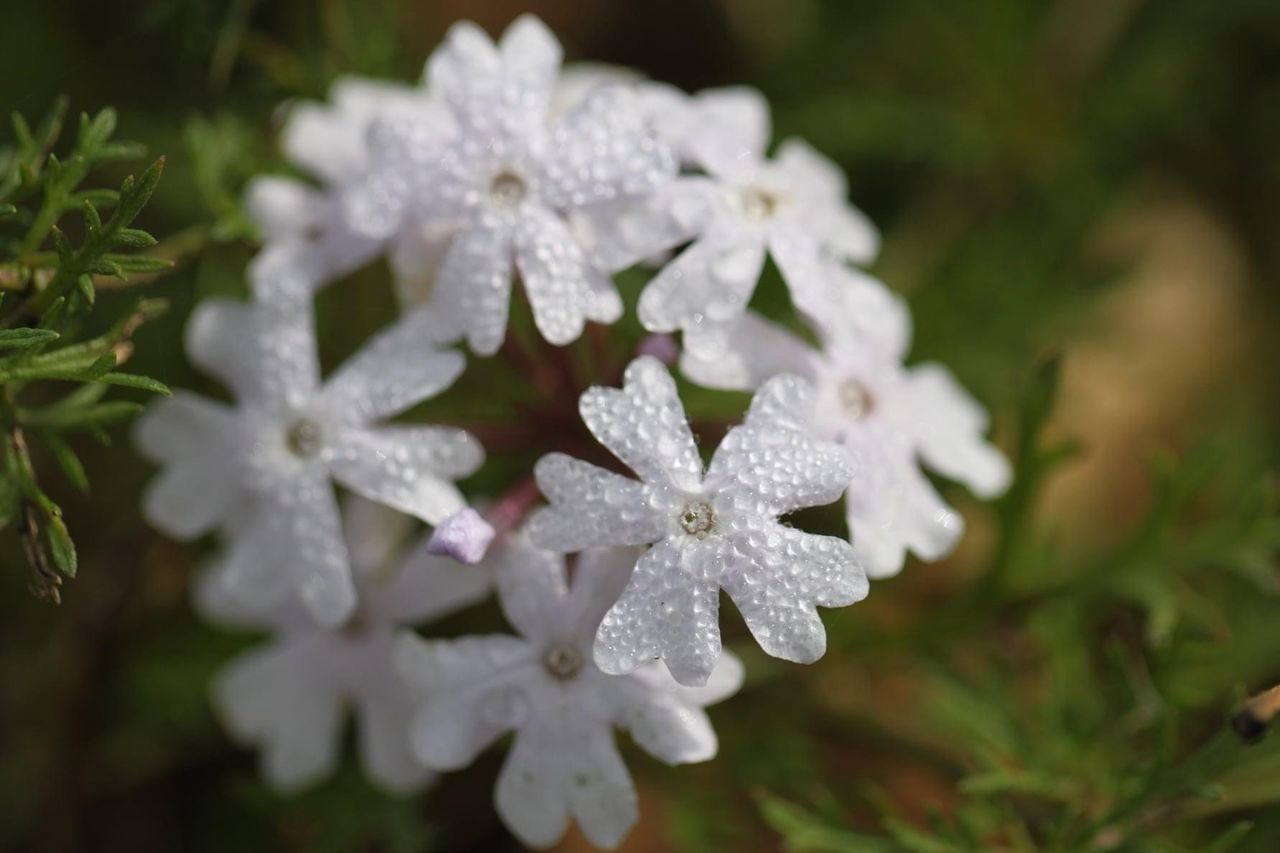 CLOSE-UP OF WET PURPLE FLOWER