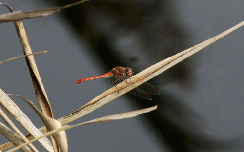 Close-up of insect