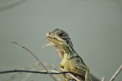 Close-up of a lizard