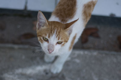 Close-up portrait of a cat