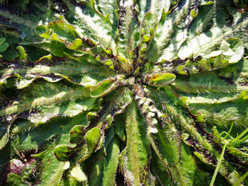 Full frame shot of cactus plant