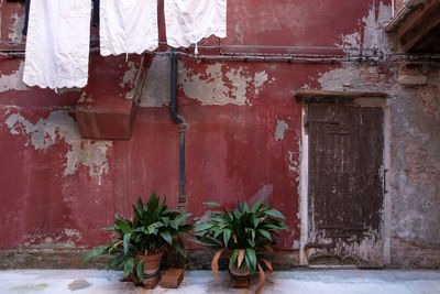 Potted plants against old building