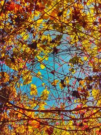 Low angle view of tree during autumn