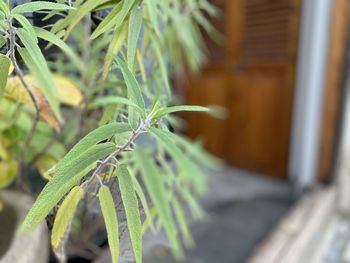 Close-up of plant growing outdoors