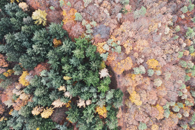 High angle view of lichen on wall