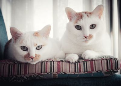 Close-up portrait of cats sitting on bed