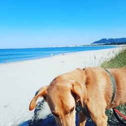 View of dog on beach against sky