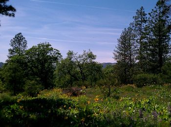 Low angle view of trees against sky