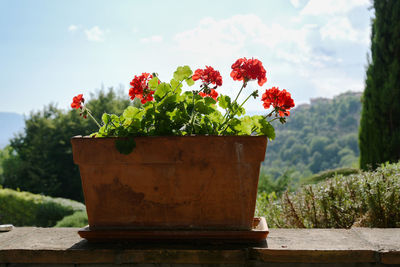 Close-up of red flower pot against plants