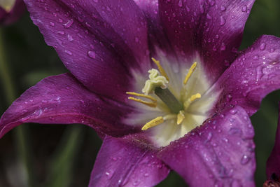 Close-up of wet purple flower