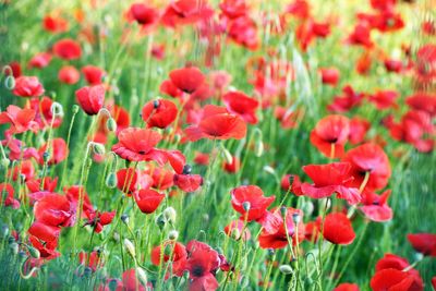 Close-up of red poppy flowers in field