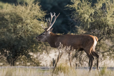 Deer standing on field