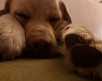 Close-up of dog lying down